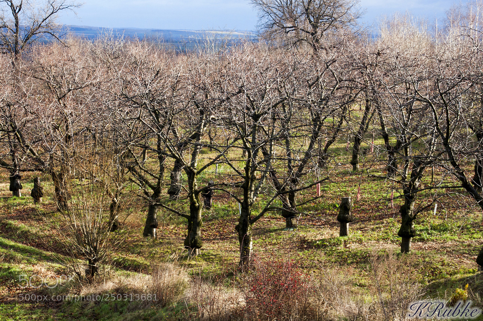Canon EOS 500D (EOS Rebel T1i / EOS Kiss X3) sample photo. Winter is comming photography