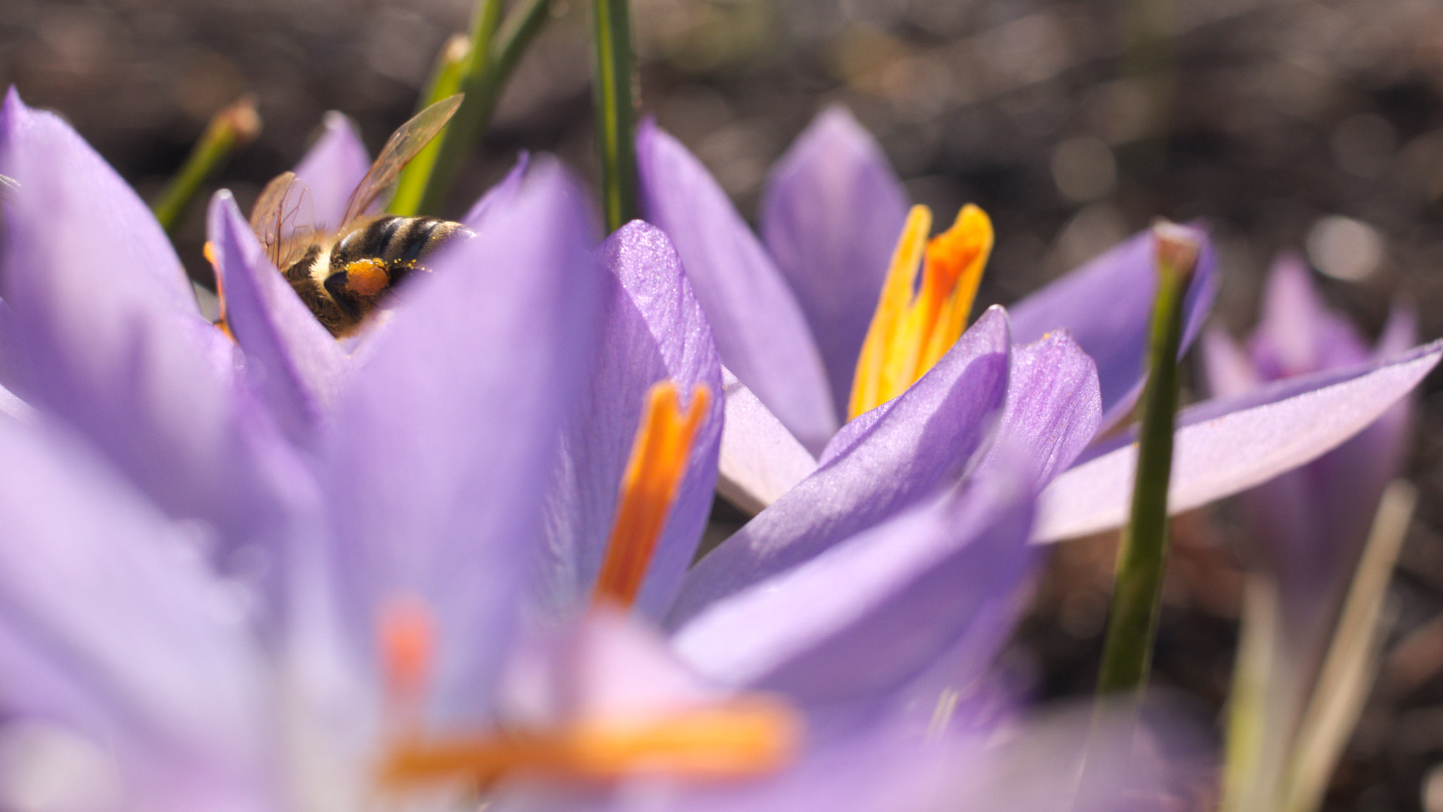 Canon EF-S 24mm F2.8 STM sample photo
