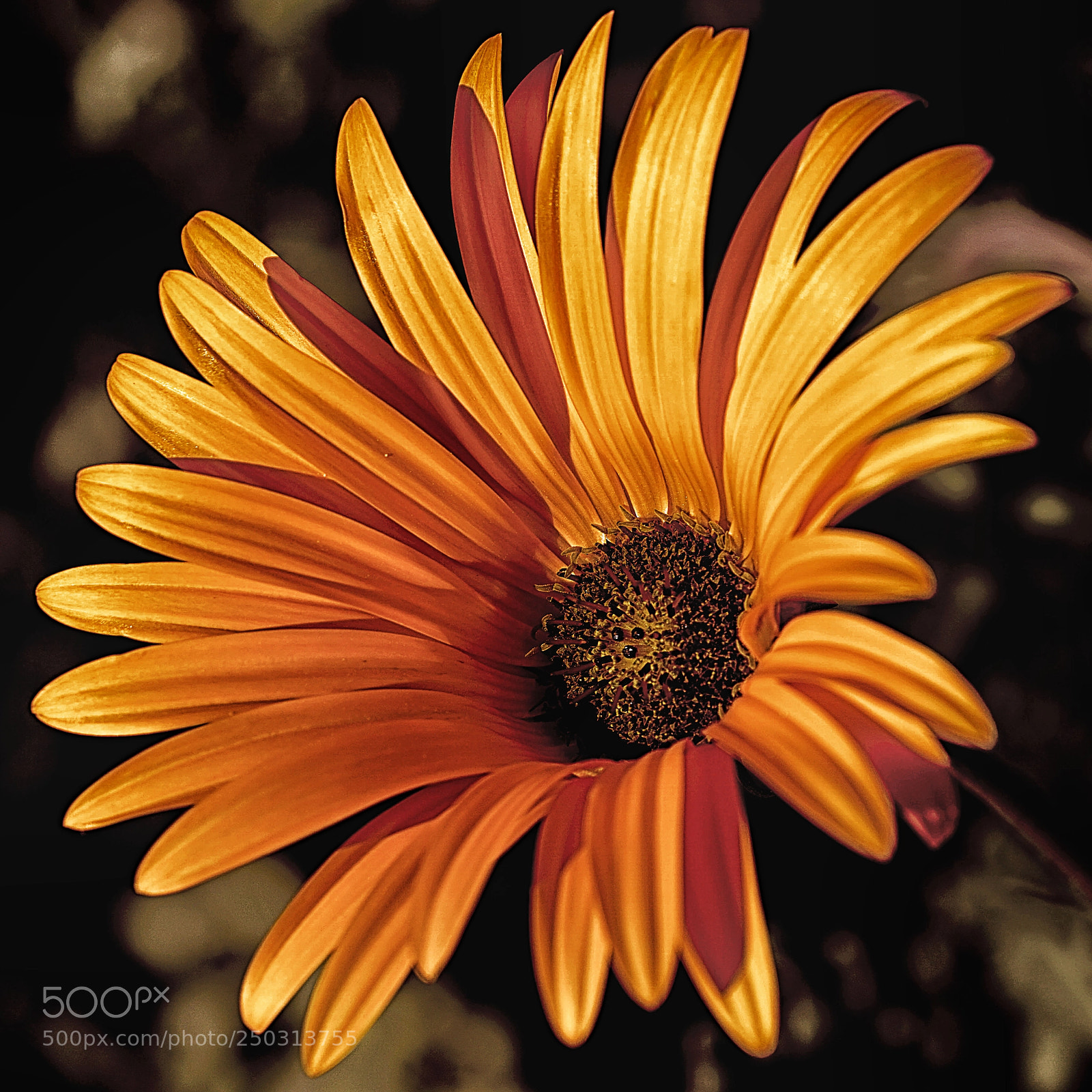 Sony a6000 sample photo. Yellow beauty photography