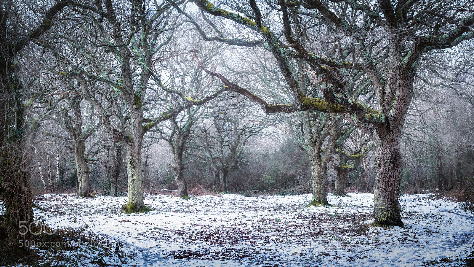 Sony a7 II sample photo. Snowy copse photography