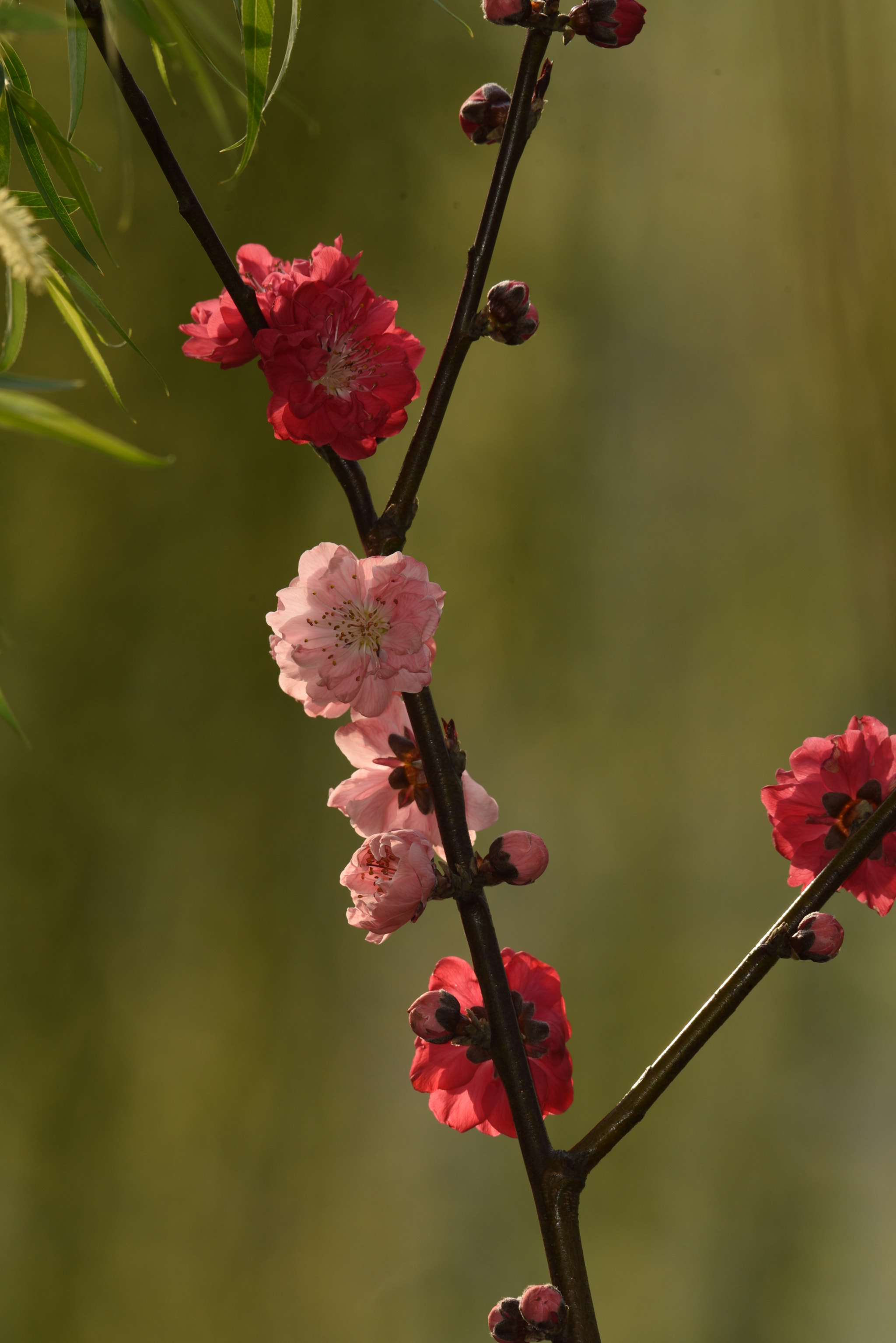 Nikon AF-S Nikkor 200-500mm F5.6E ED VR sample photo