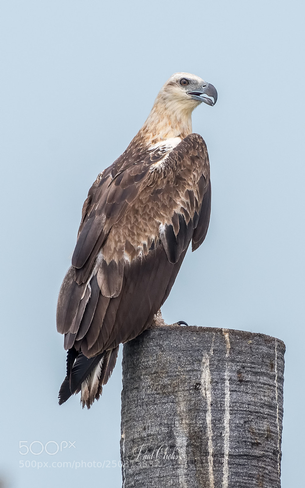 Nikon D500 sample photo. White bellied sea eagle photography