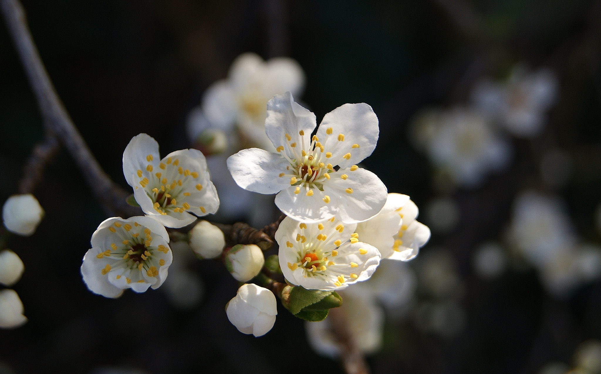 Sony Alpha DSLR-A380 sample photo. Spring tone from white plums blossom :) photography