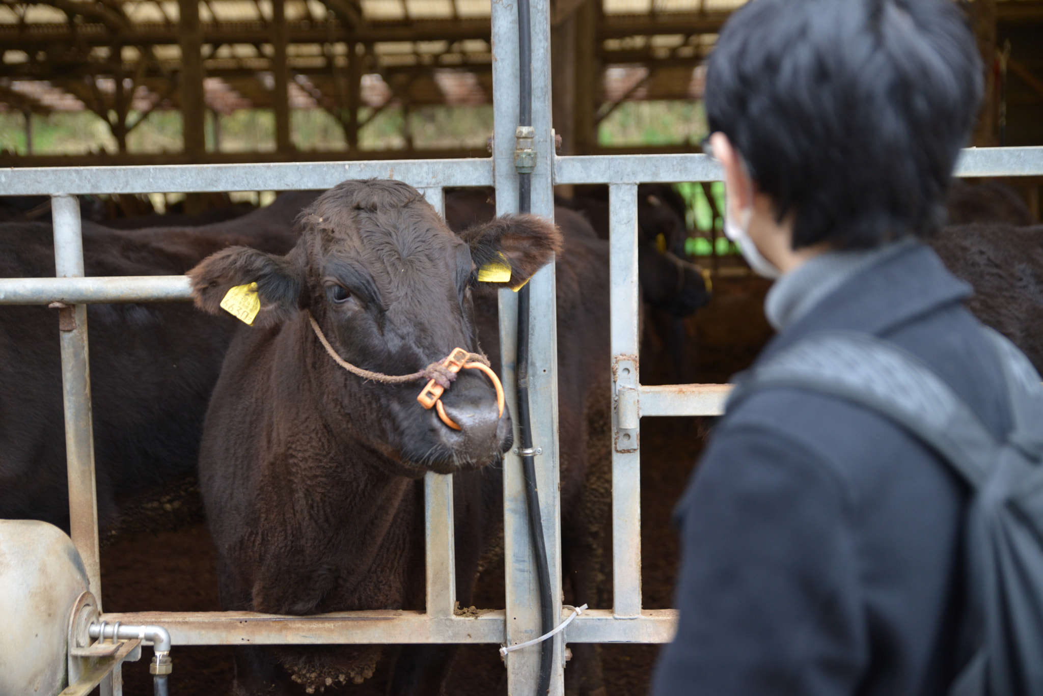 Tamron SP 24-70mm F2.8 Di VC USD sample photo. Encounter with beef cattle photography