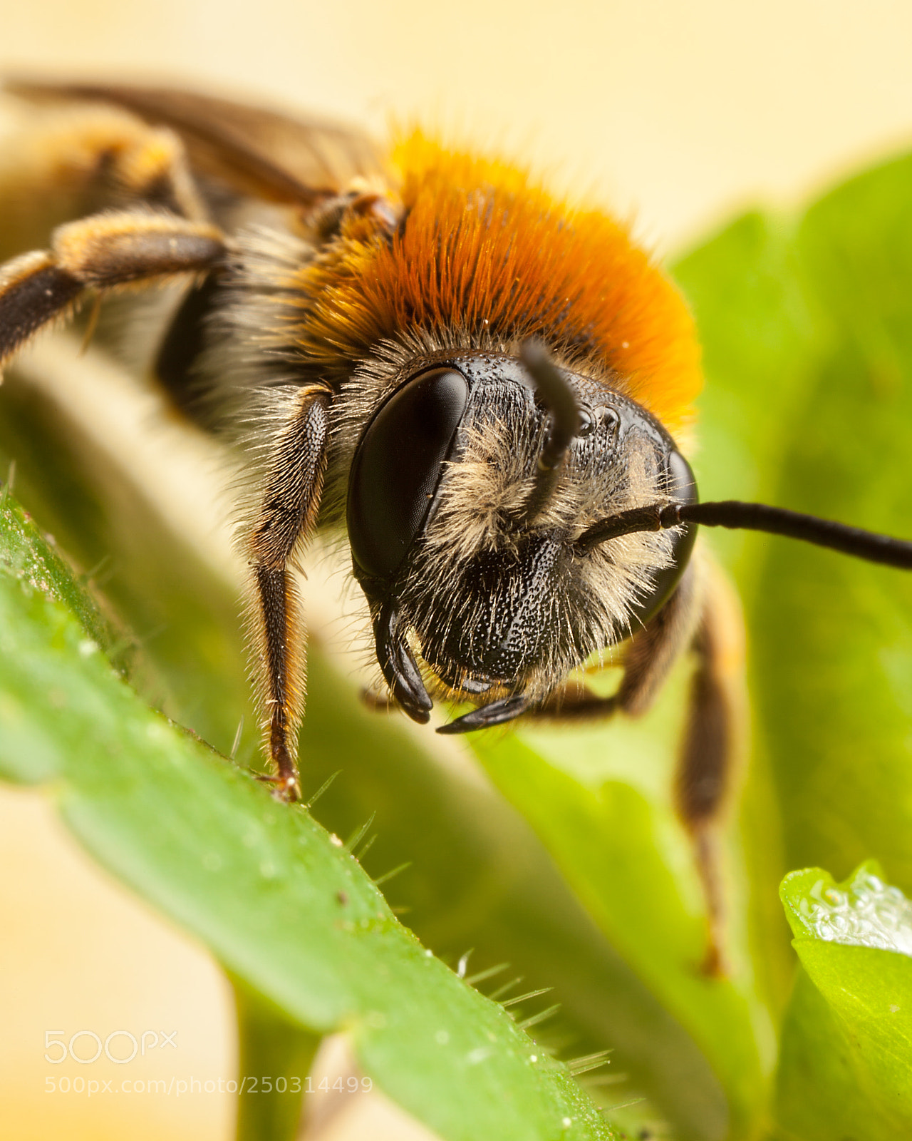 Canon EOS 5D Mark II sample photo. Mining bee photography