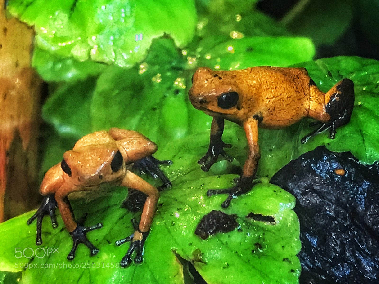 Apple iPhone 7 sample photo. Strawberry poison frogs photography