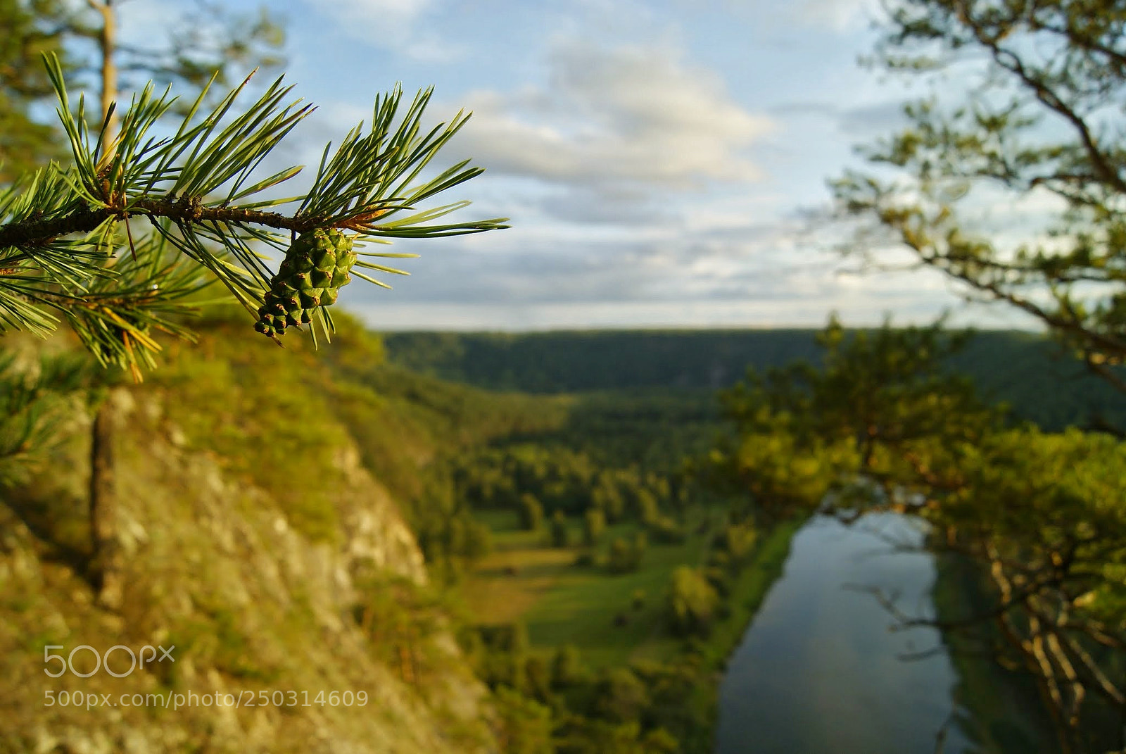 Sony Alpha DSLR-A230 sample photo. Шишка photography