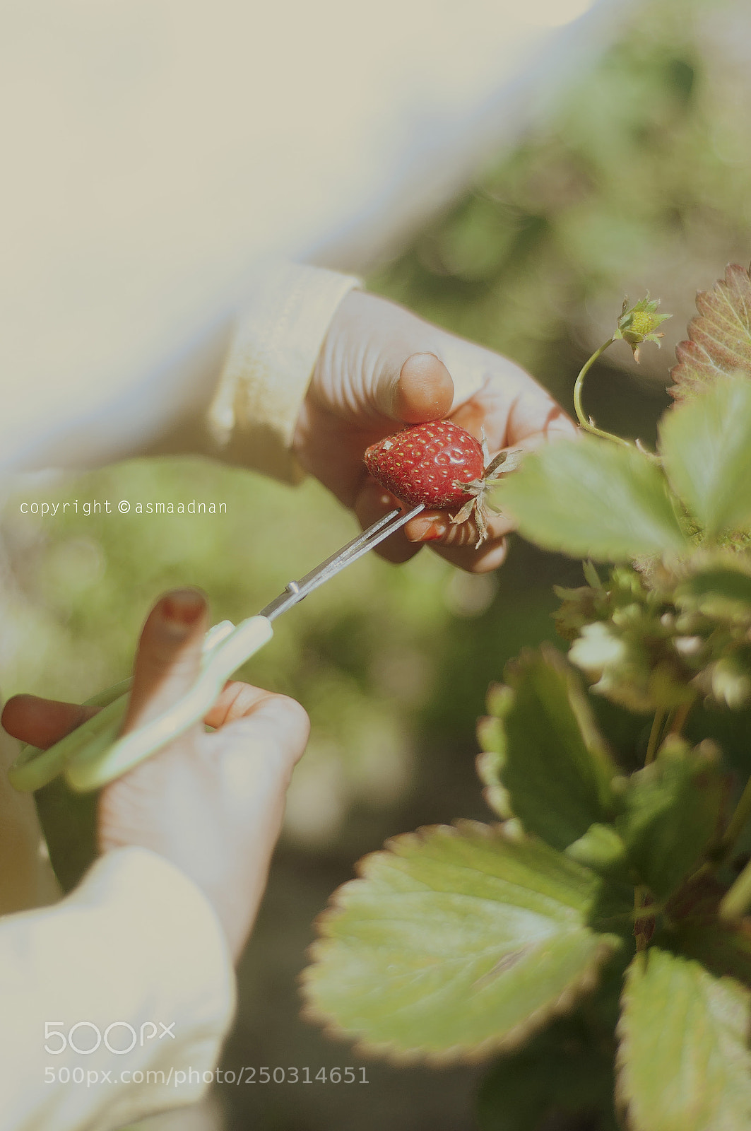 Nikon D90 sample photo. At the strawberry garden photography