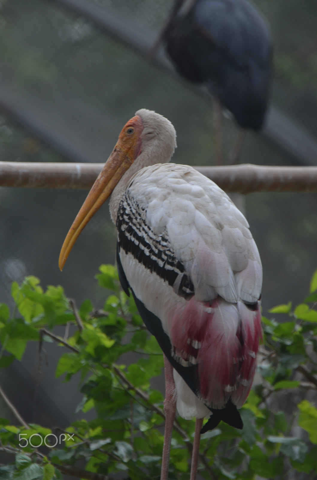 Nikon D5100 sample photo. Dsc printed stork photography