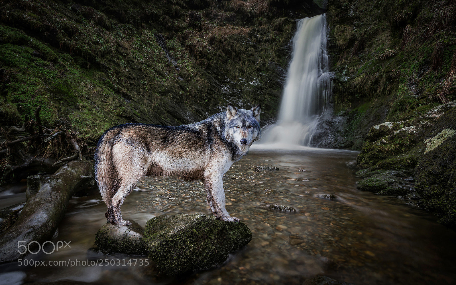 Canon EOS-1D X sample photo. Wolf falls photography