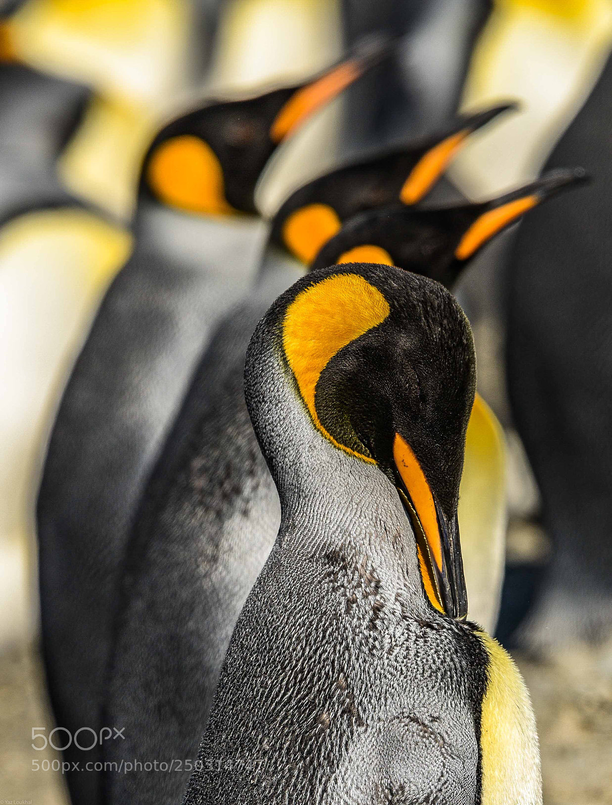Nikon D810 sample photo. Penguin wave  photography