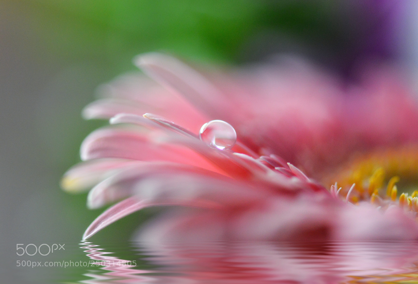 Nikon D800 sample photo. Untitled photography