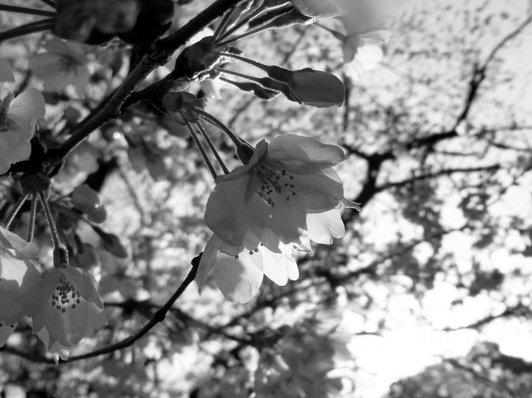Ricoh CX4 sample photo. Cherry blossom photography