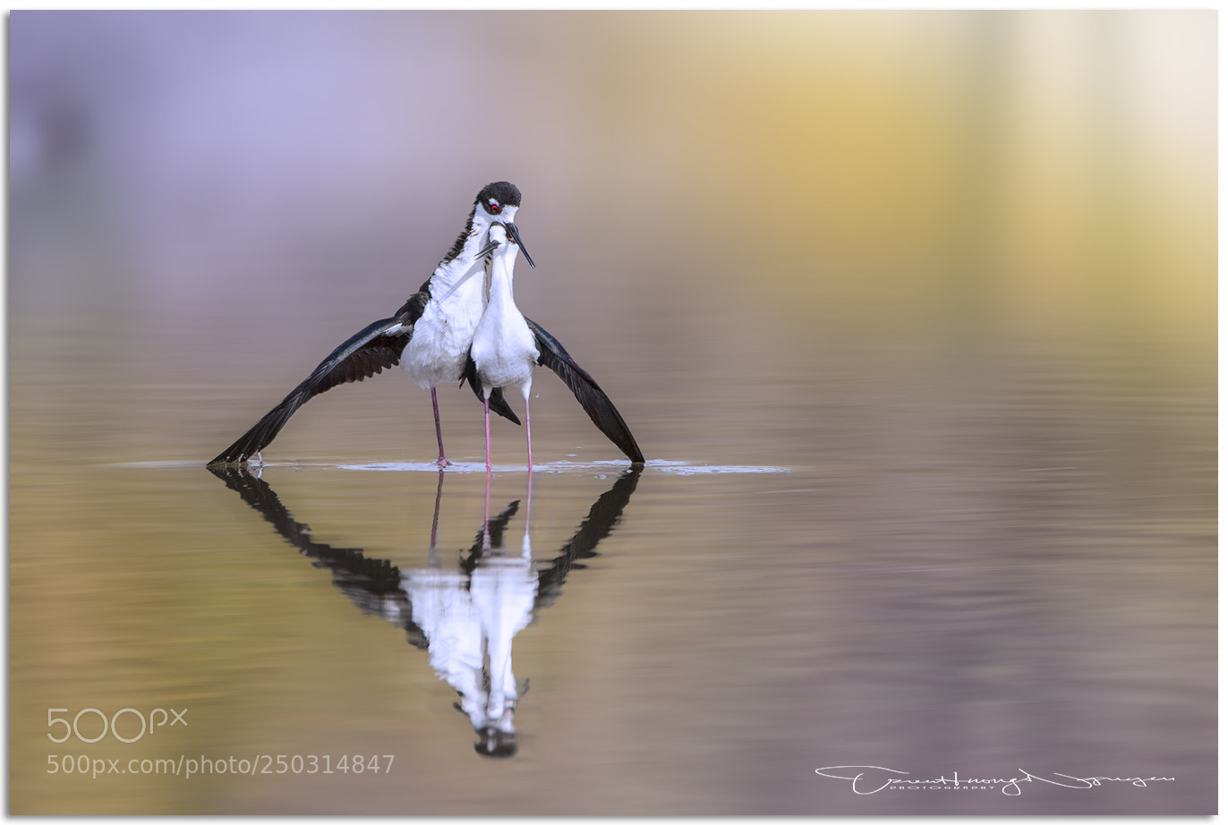 Nikon D4 sample photo. Black-necked stilt photography
