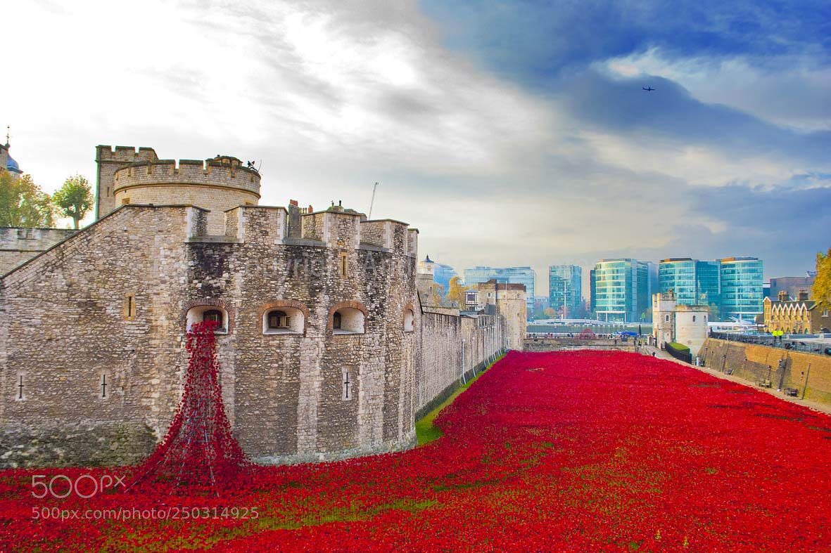 Nikon D3000 sample photo. Tower of london poppies photography