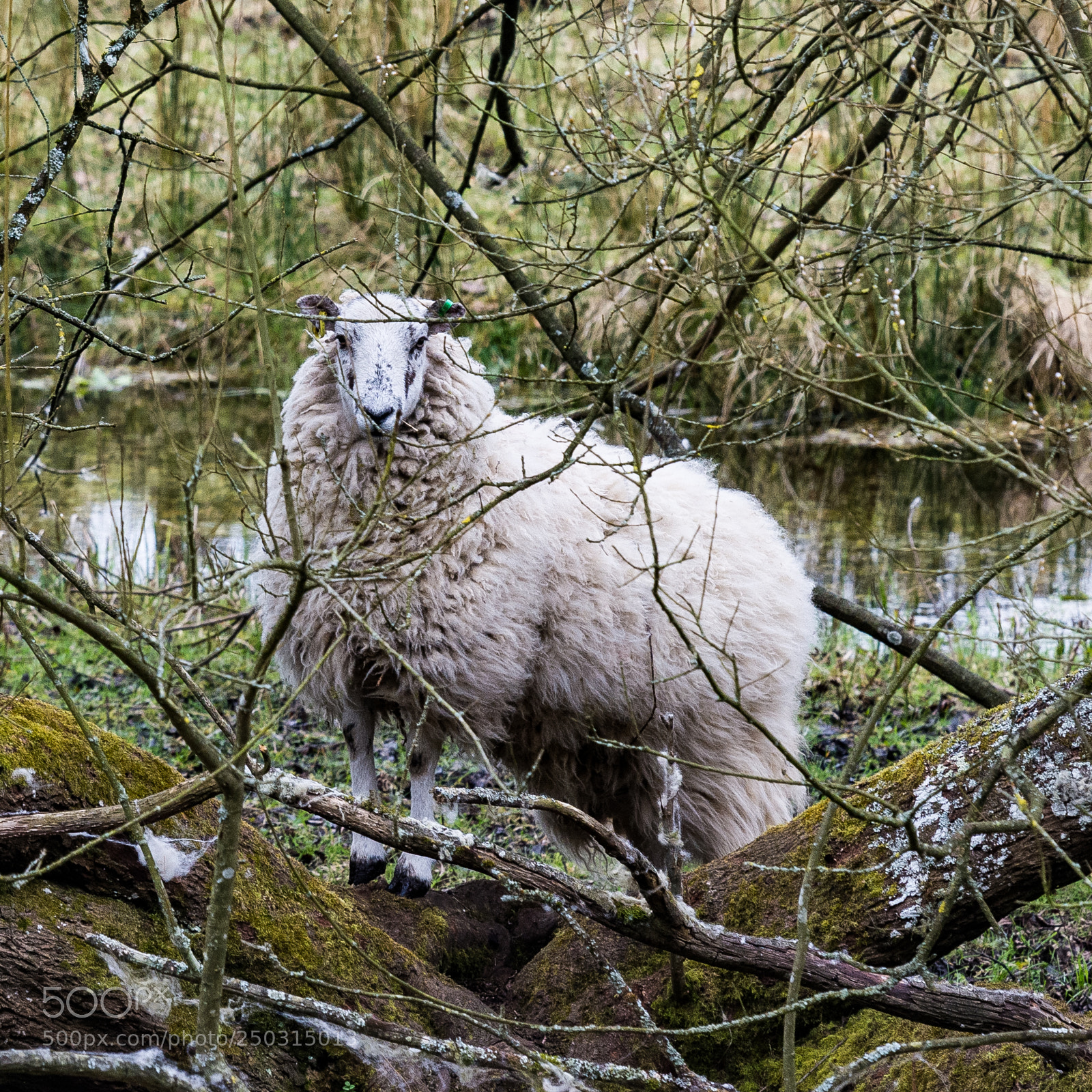 Nikon D7200 sample photo. Strike a pose photography