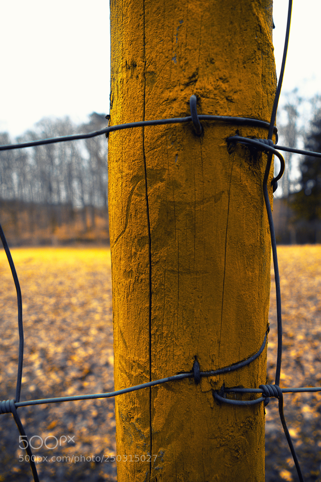 Sony a7 sample photo. Yellow and wooden plank photography