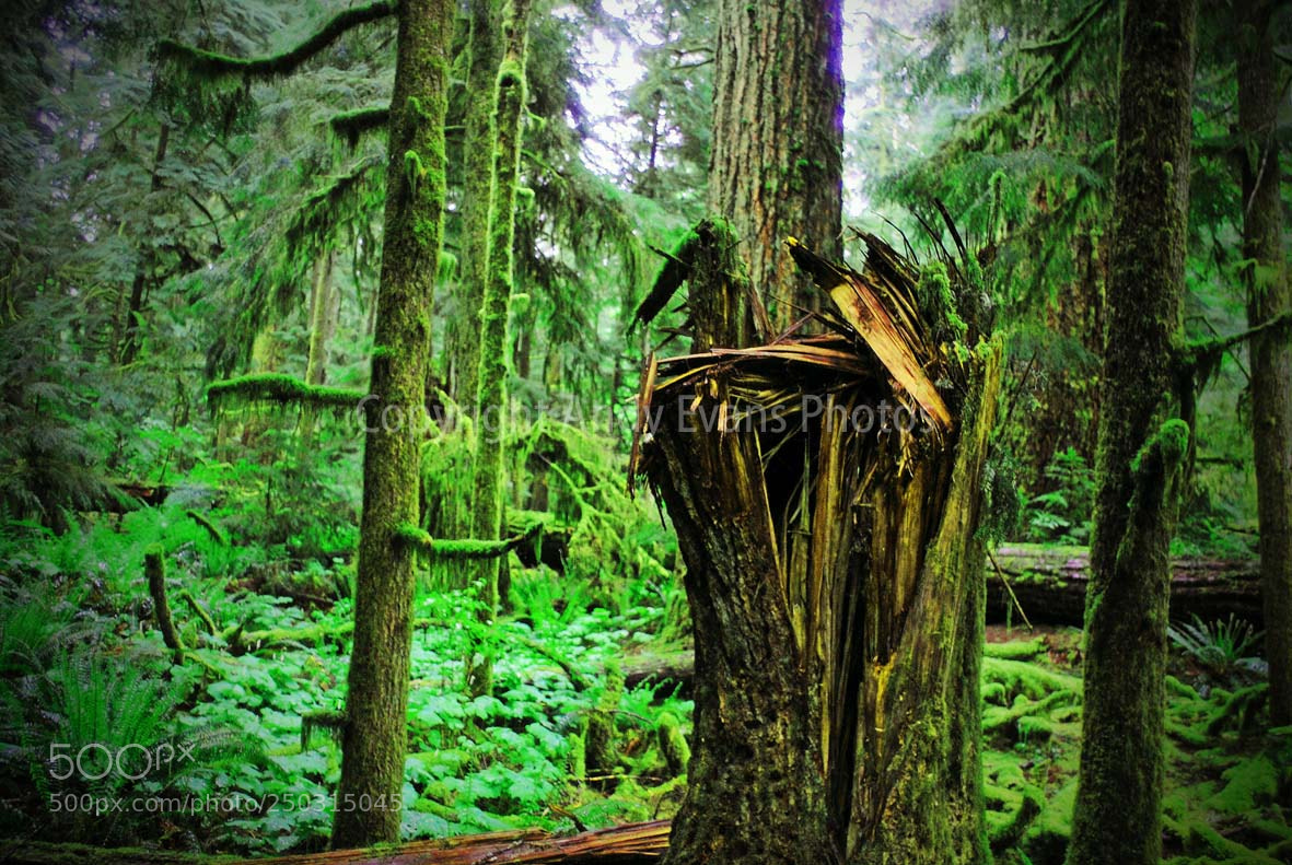 Nikon D3000 sample photo. The carmanah valley ancient photography