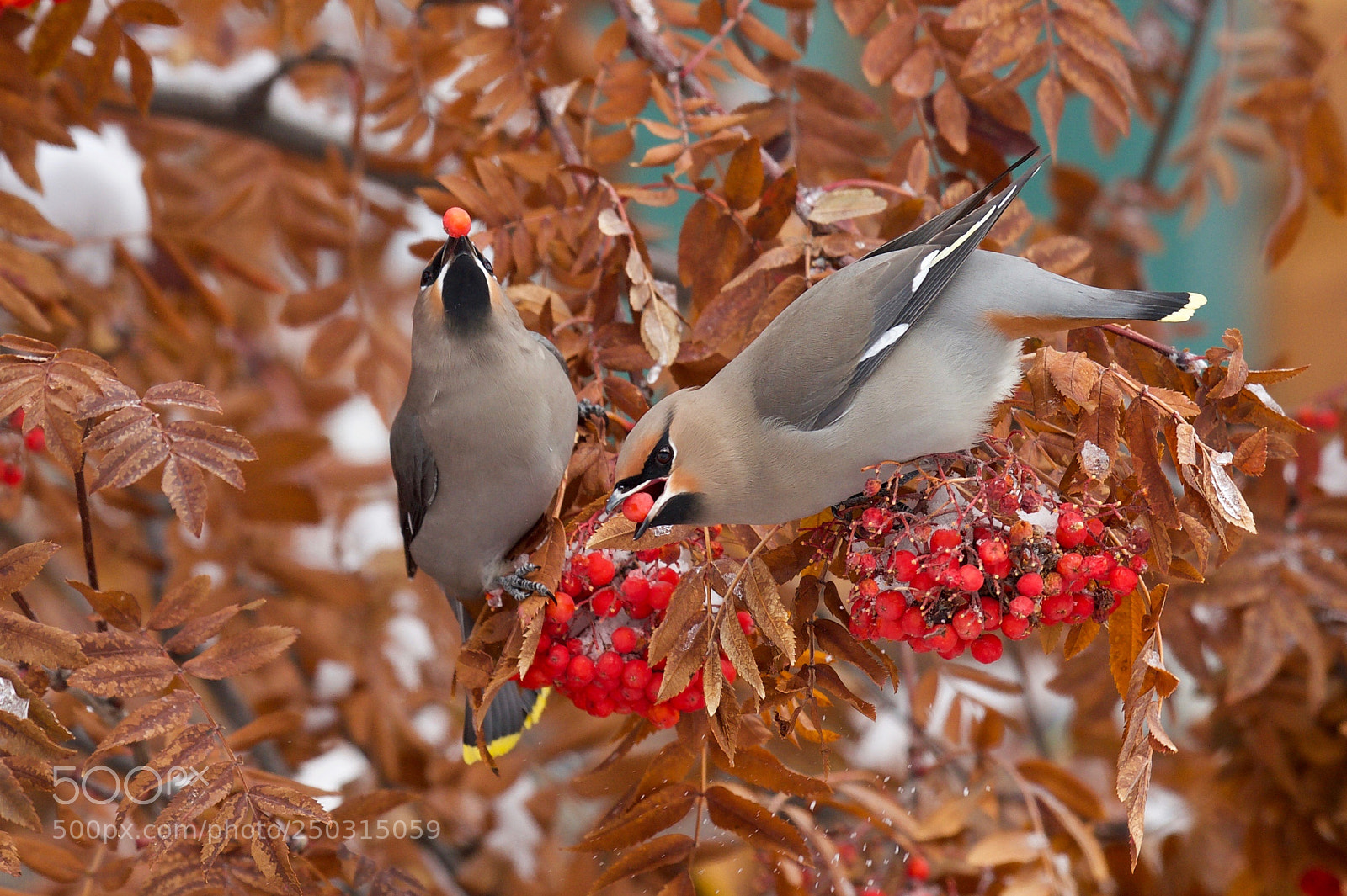 Nikon D4 sample photo. Bohemian waxwing photography
