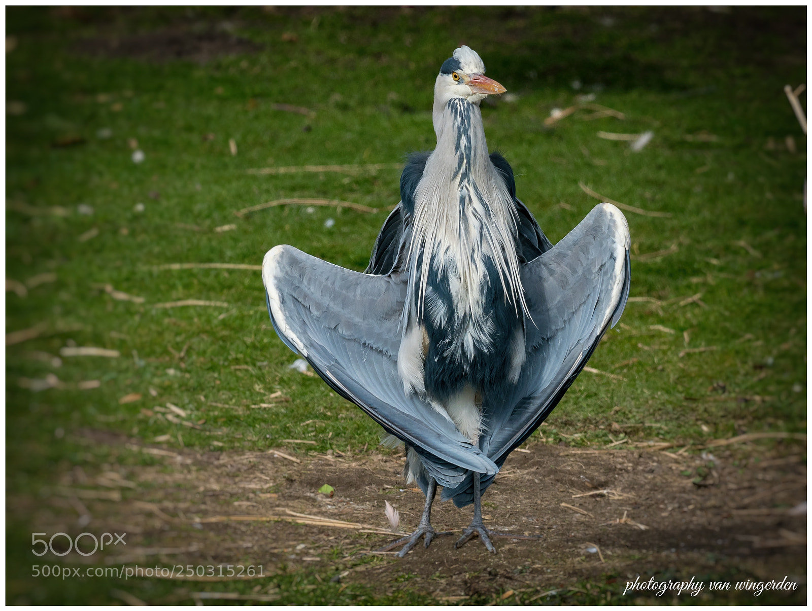 Olympus OM-D E-M1 Mark II sample photo. Reiger photography