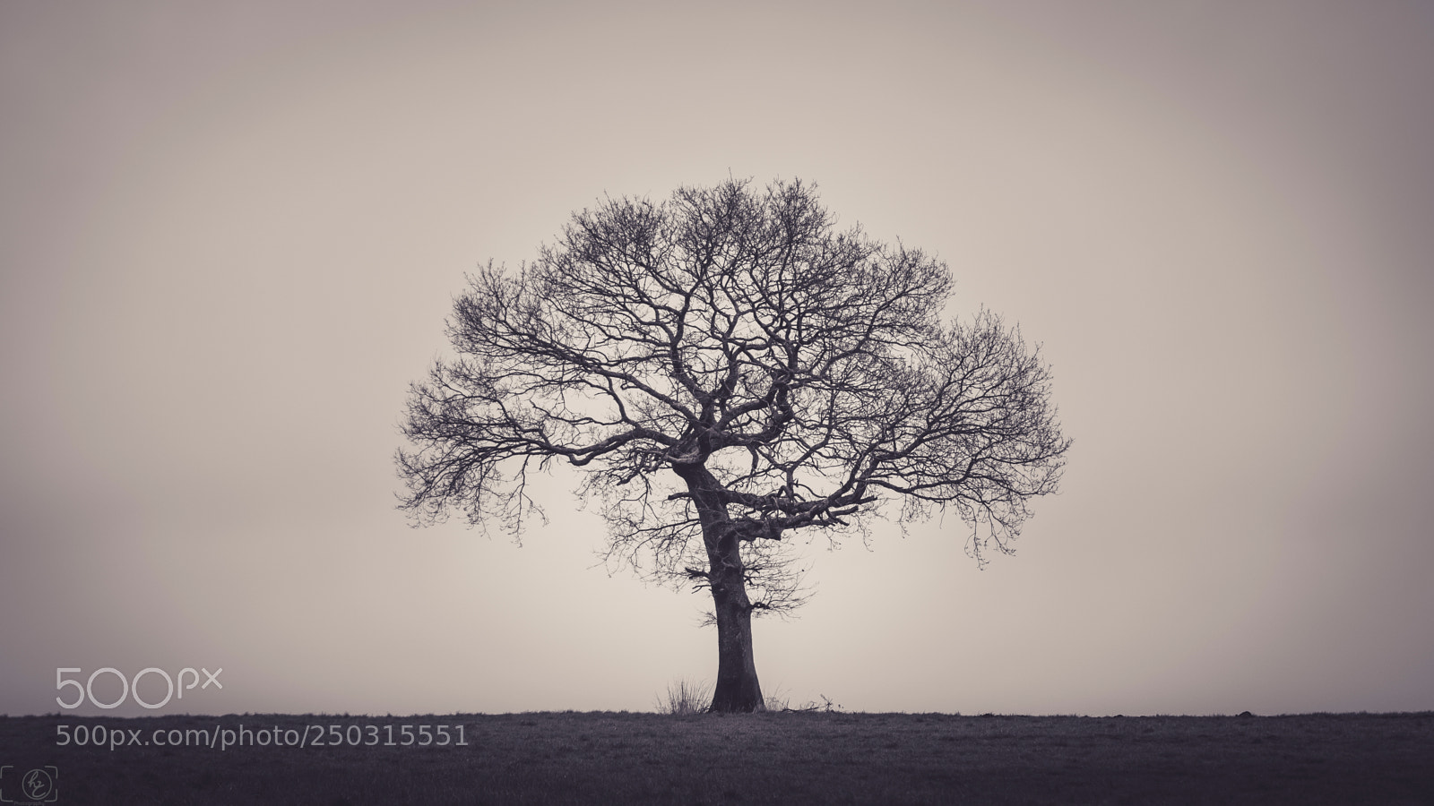 Canon EOS 70D sample photo. Tree photography