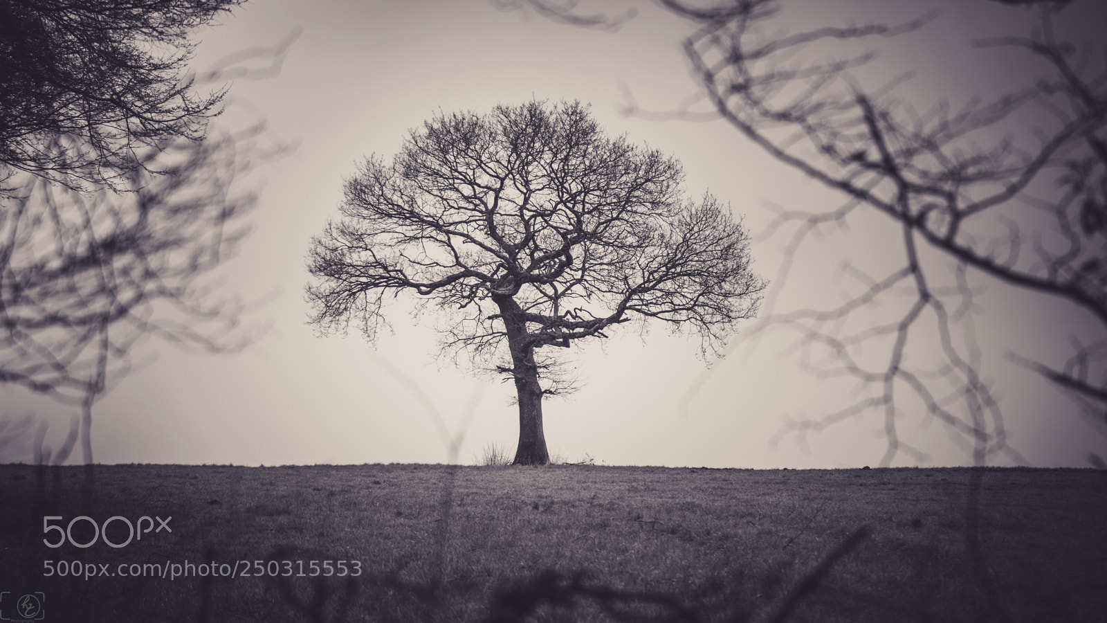 Canon EOS 70D sample photo. Tree in the middle photography