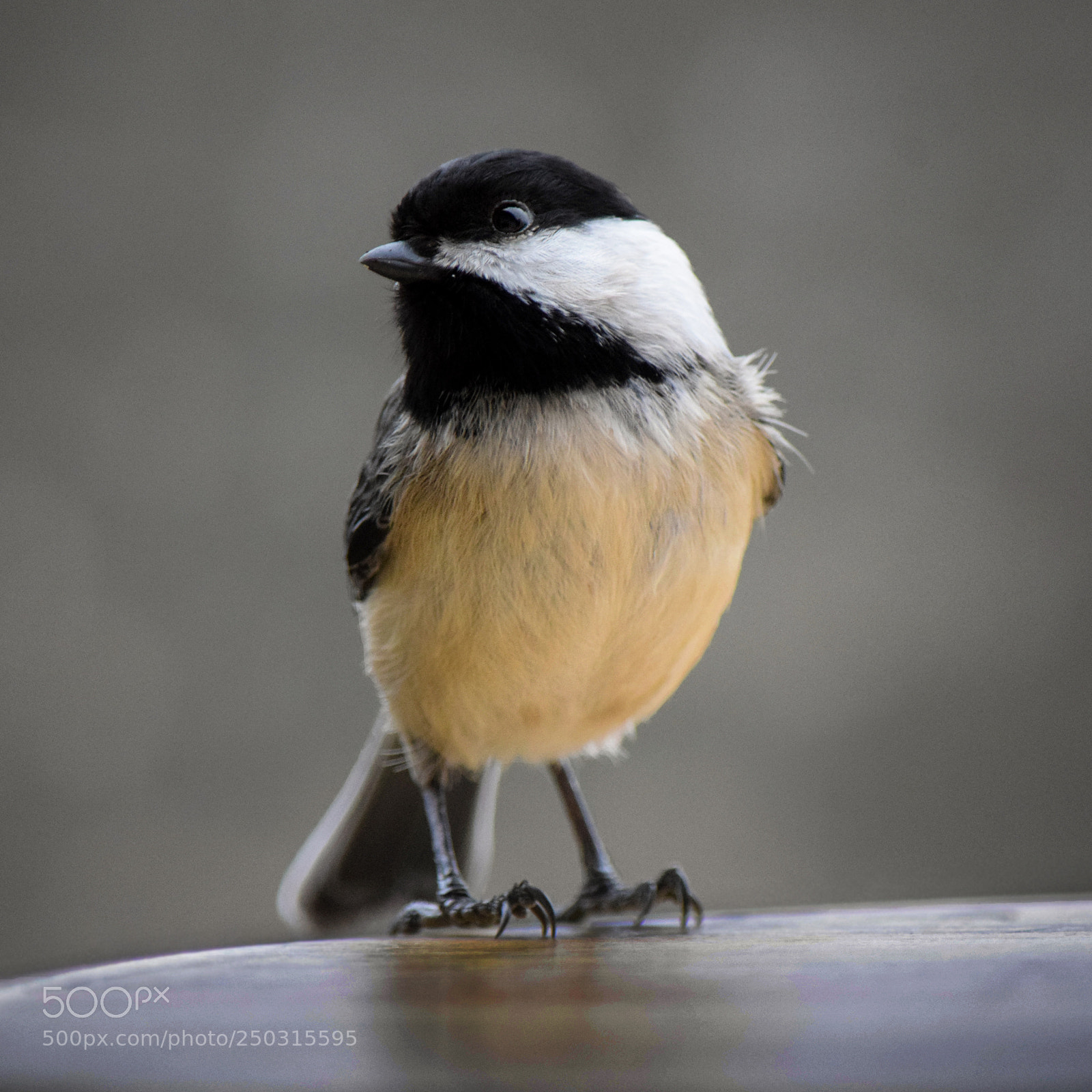 Nikon D3300 sample photo. Chick-a-delight photography
