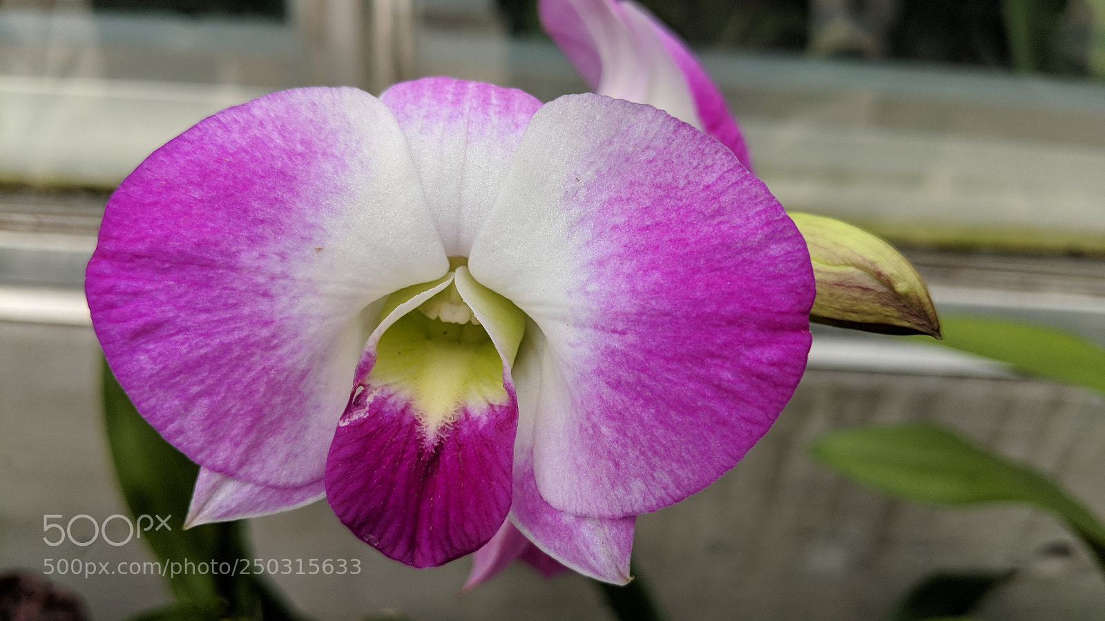 Google Pixel 2 sample photo. Orchid photography