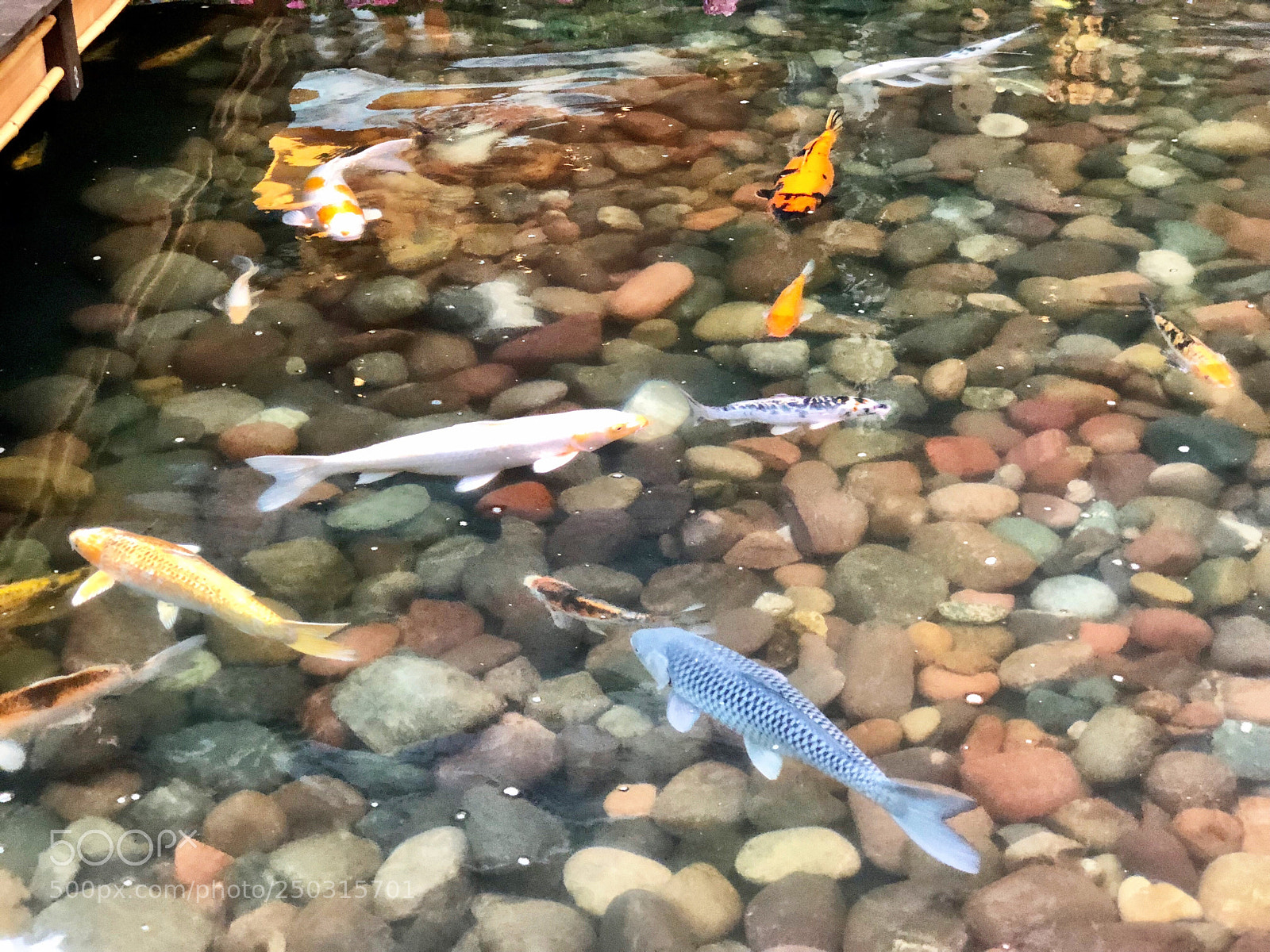 Apple iPhone 8 Plus sample photo. Koi photography