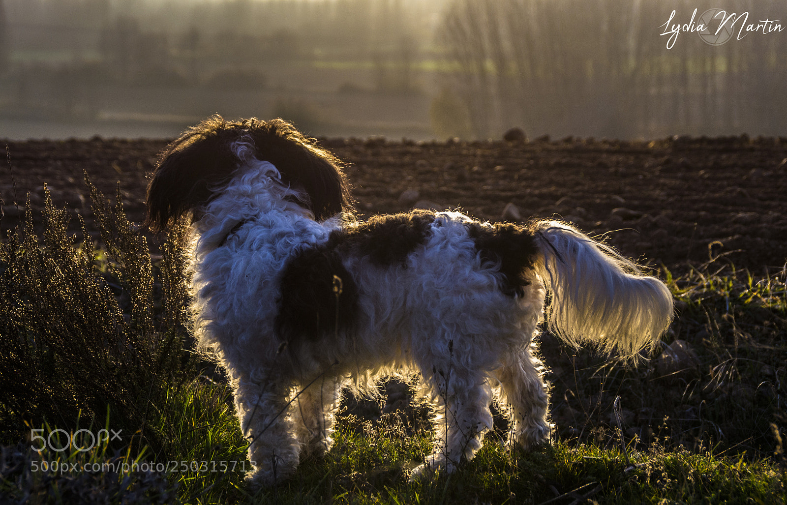 Nikon D3100 sample photo. Dog photography