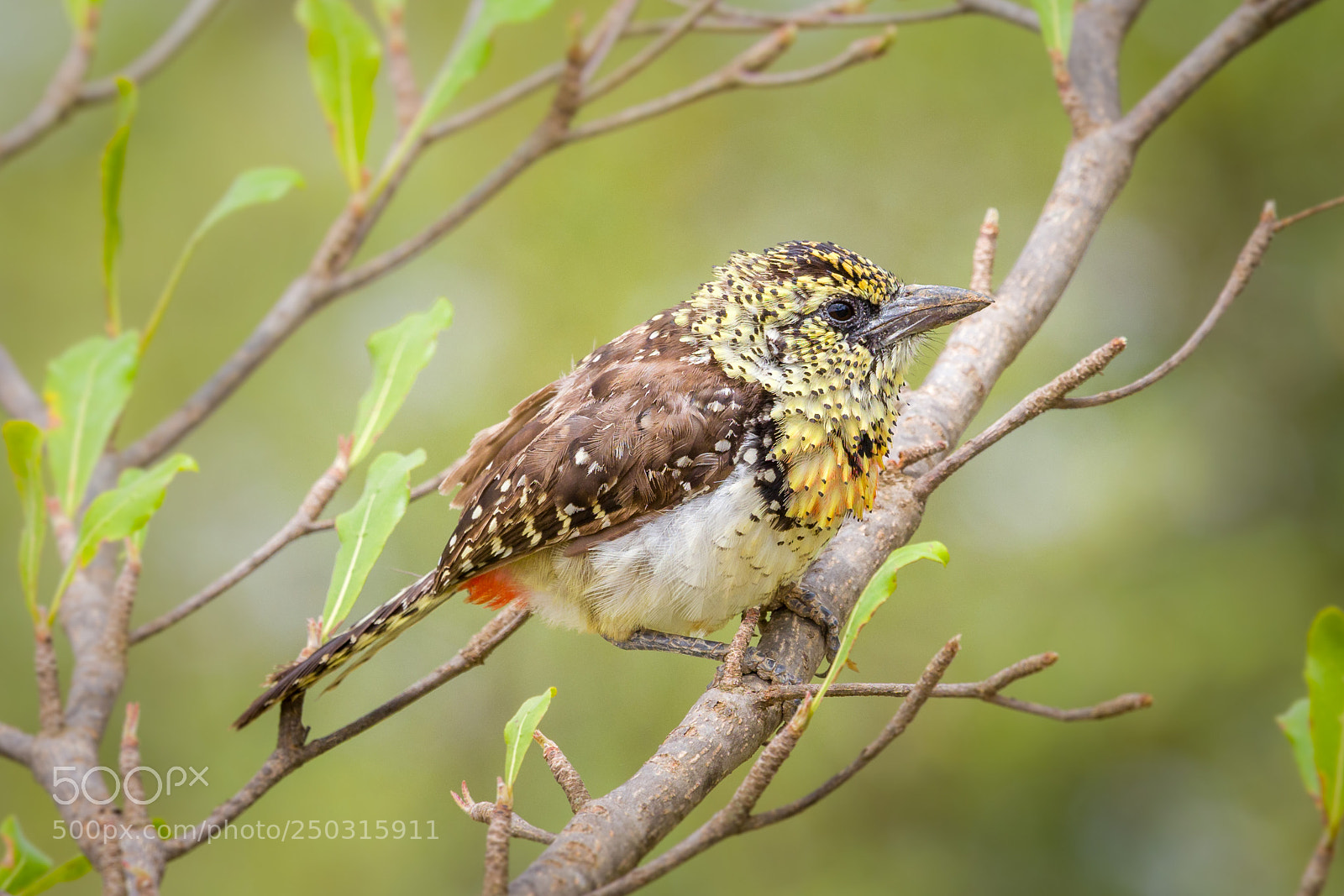 Olympus OM-D E-M1 Mark II sample photo. Usambiro barbet photography
