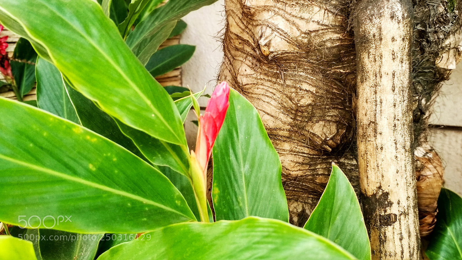 Xiaomi Redmi 4X sample photo. Untitled photography