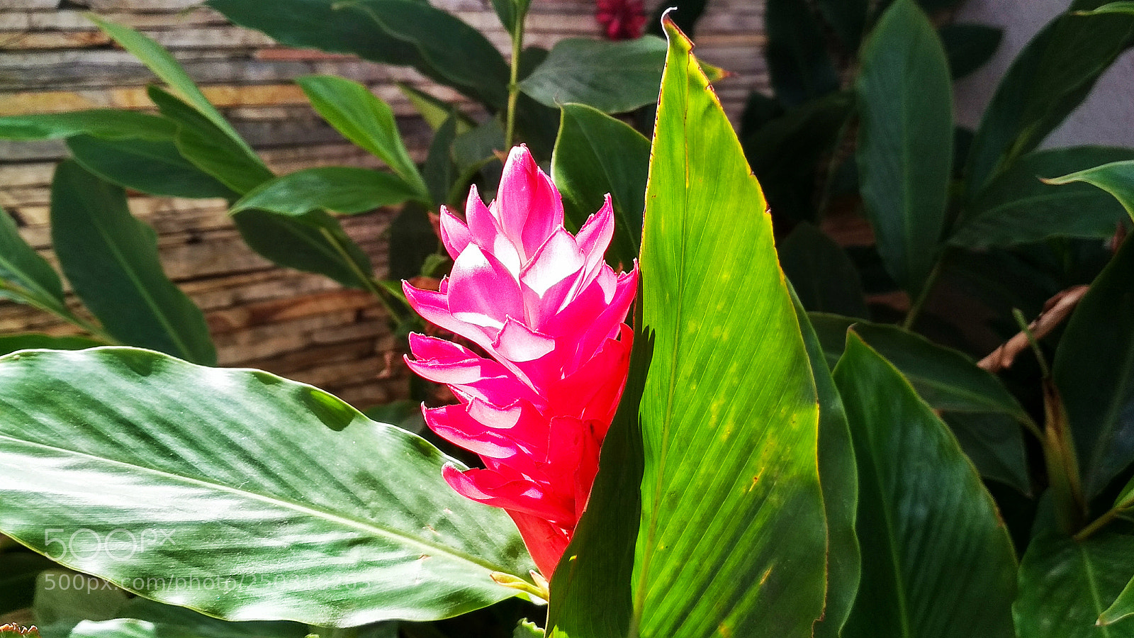 Xiaomi Redmi 4X sample photo. Untitled photography