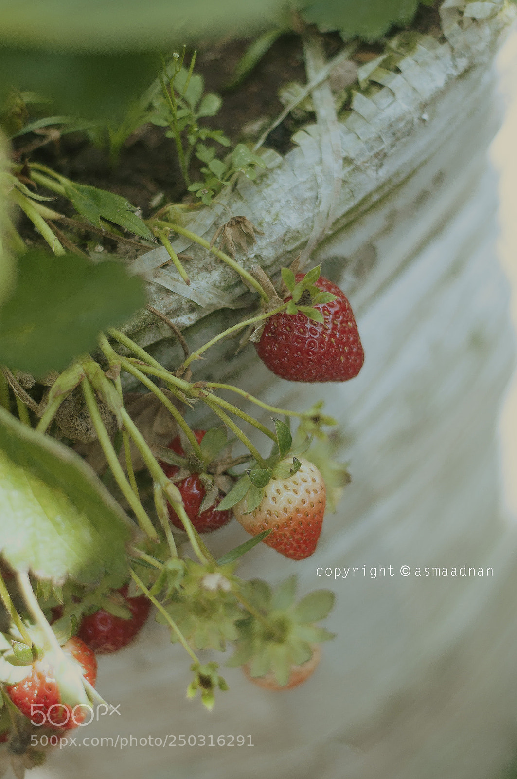 Nikon D90 sample photo. At the strawberry garden photography