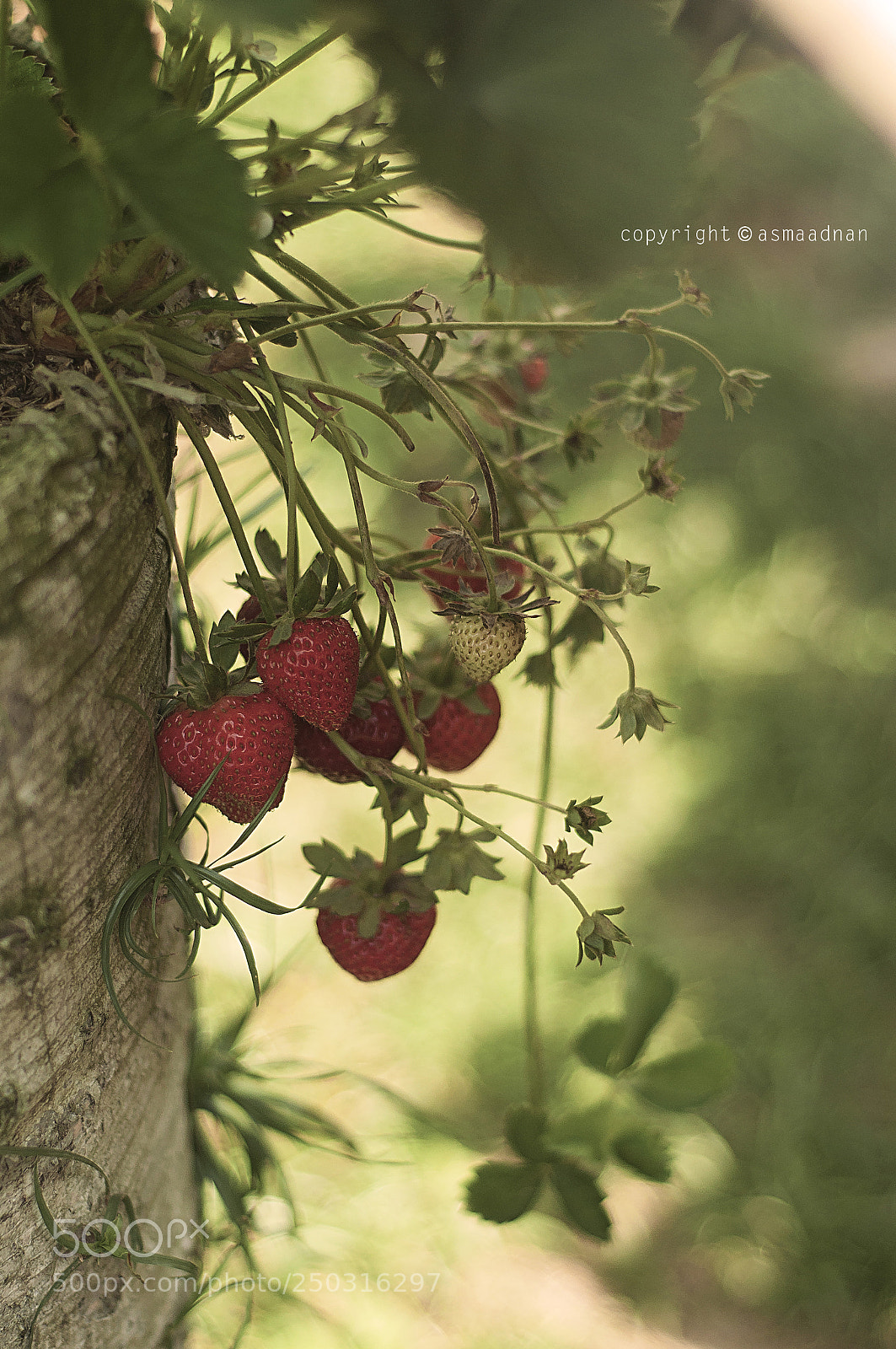 Nikon D90 sample photo. At the strawberry garden photography