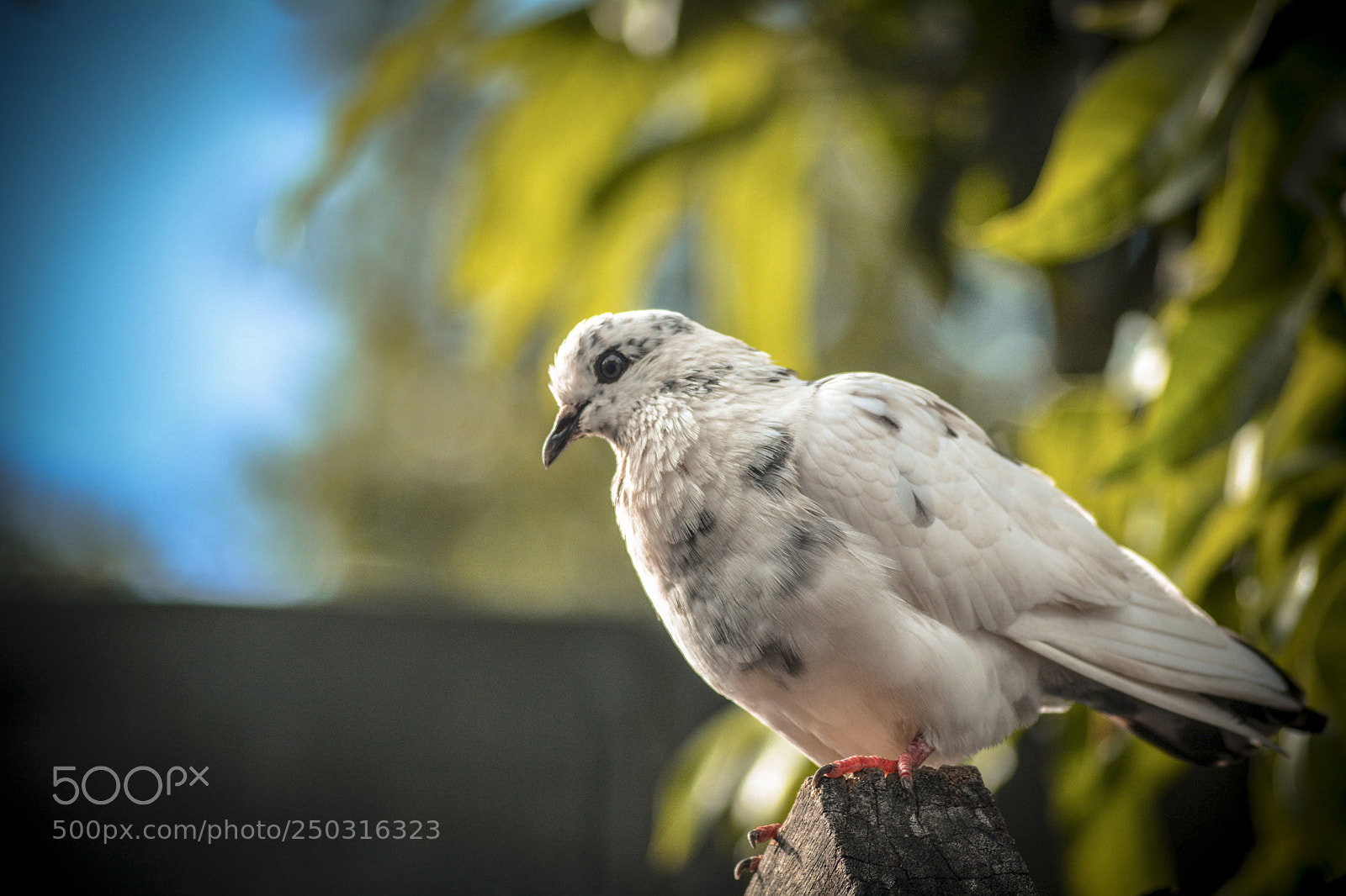 Nikon D7100 sample photo. Here i go again photography
