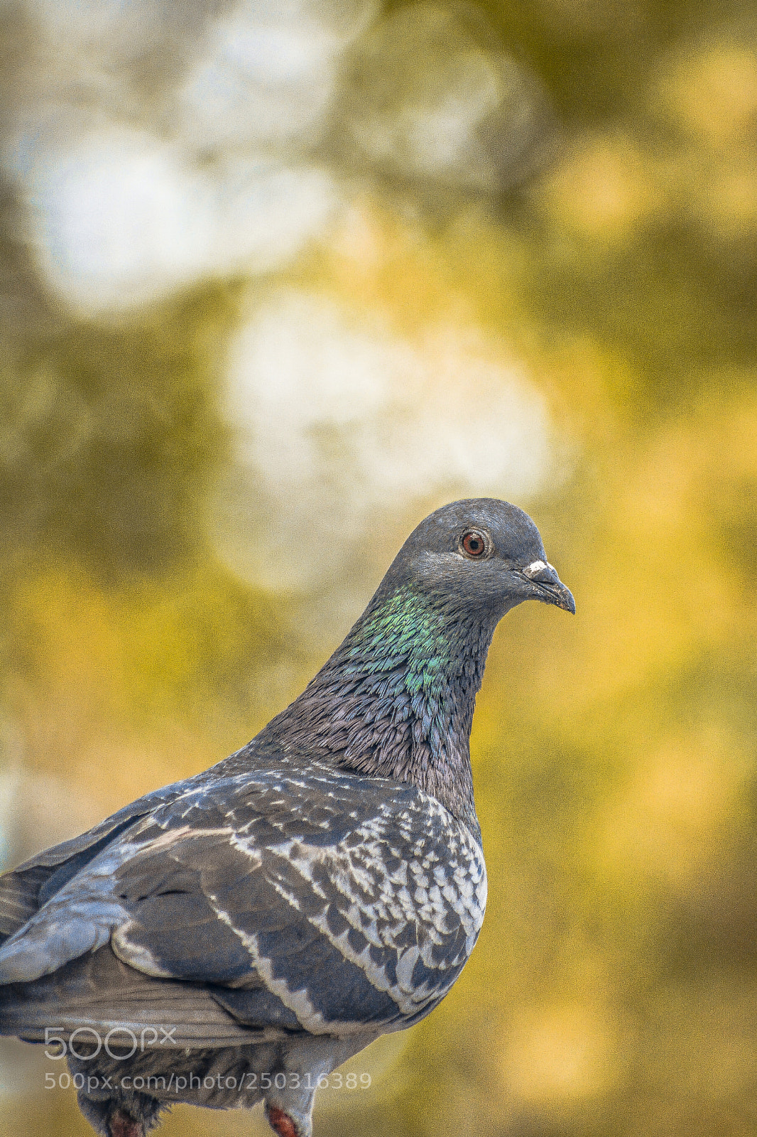 Nikon D7100 sample photo. Here i go again photography