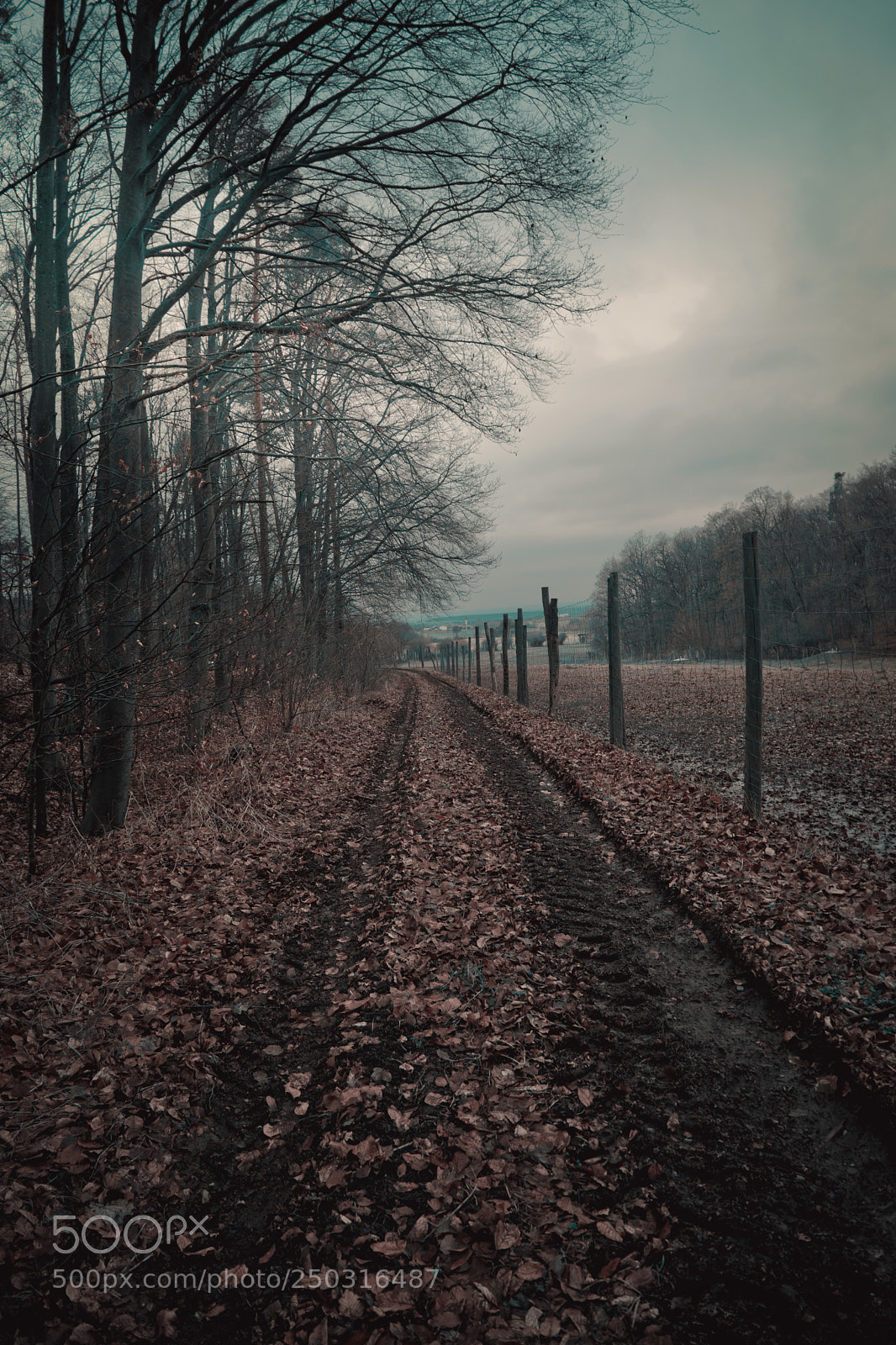 Sony a7 sample photo. Rural dirt path into photography