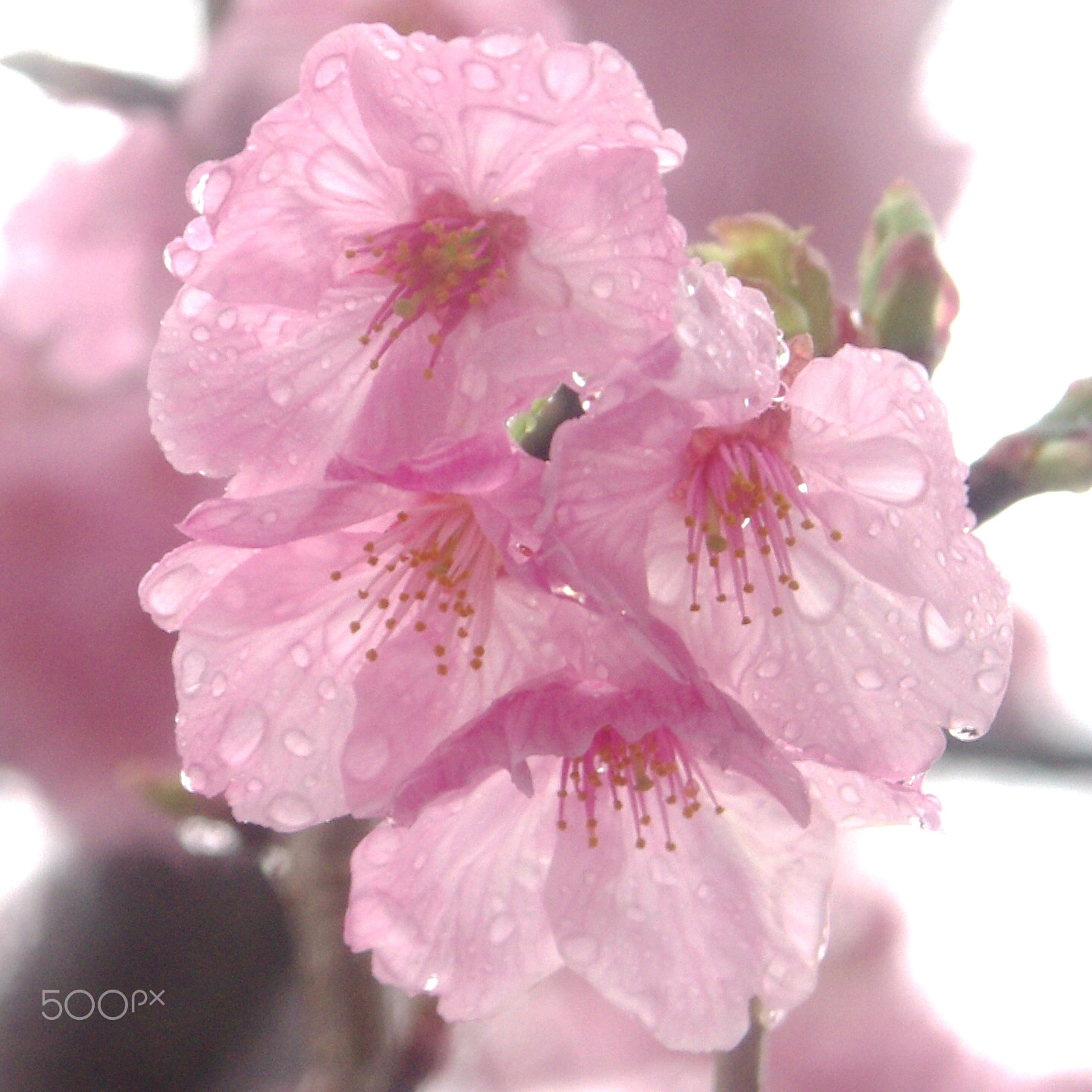Pentax K-x sample photo. Sakura in rain 雨の桜 photography