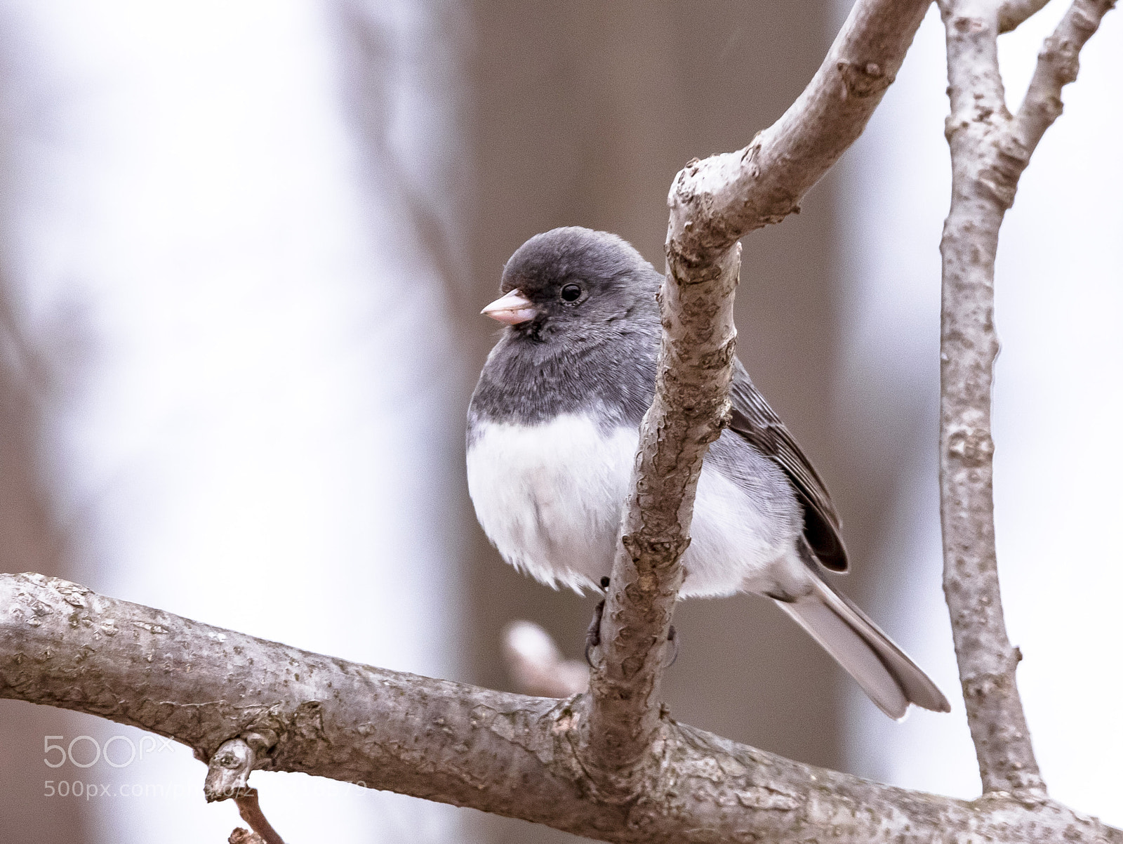 Canon EOS 7D Mark II sample photo. Black-eyed junco photography