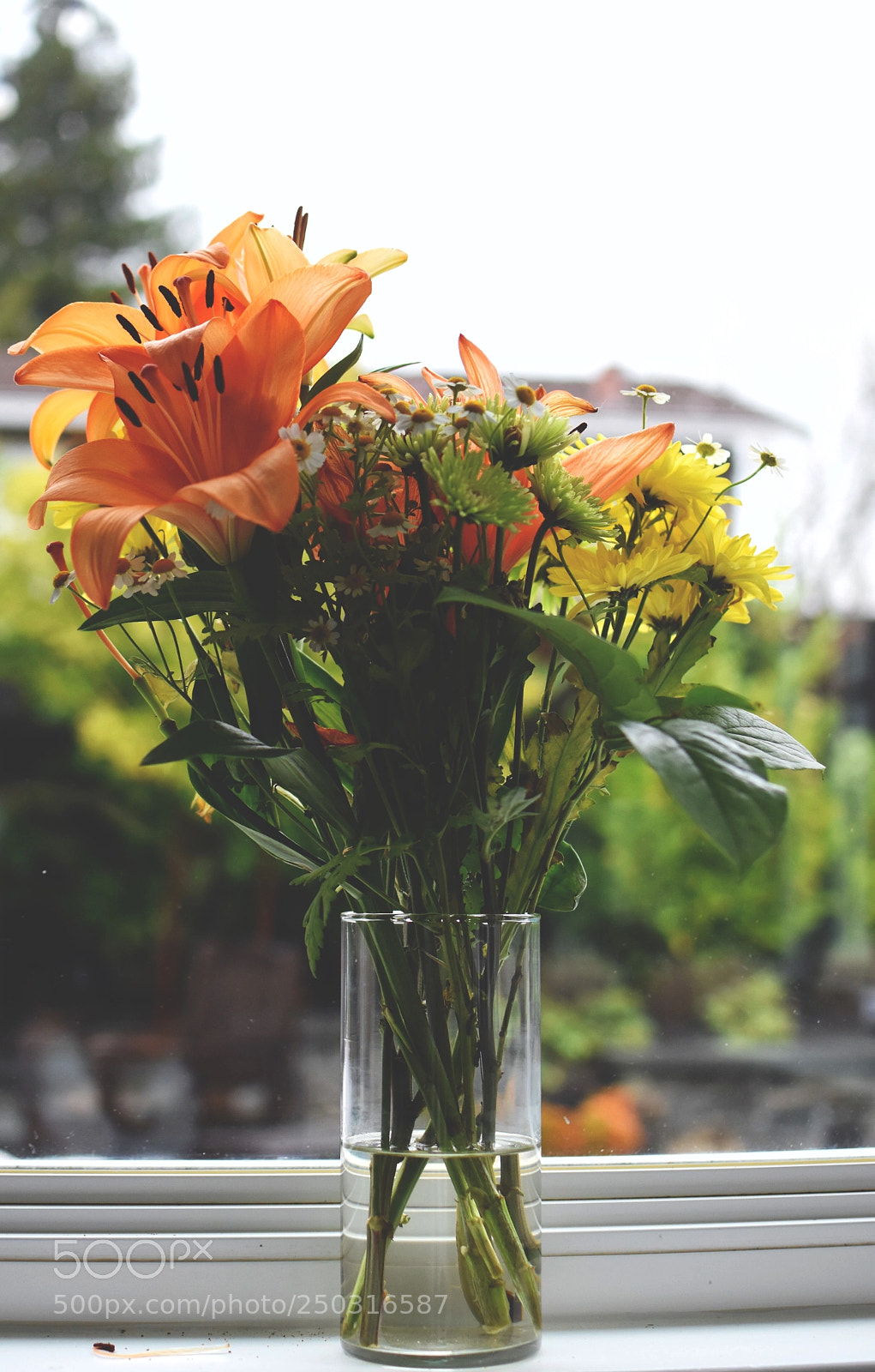 Nikon D5500 sample photo. Rainy day flowers photography