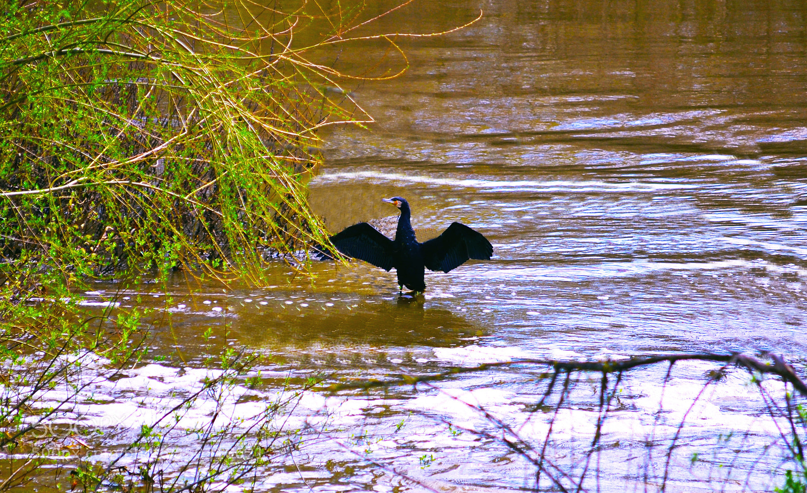 Nikon D3100 sample photo. Cormorán photography