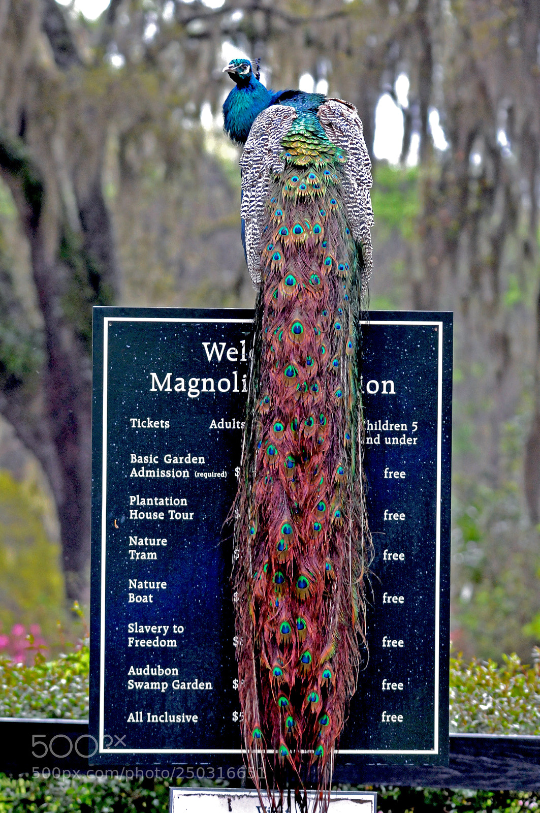 Nikon D300 sample photo. How much to come photography