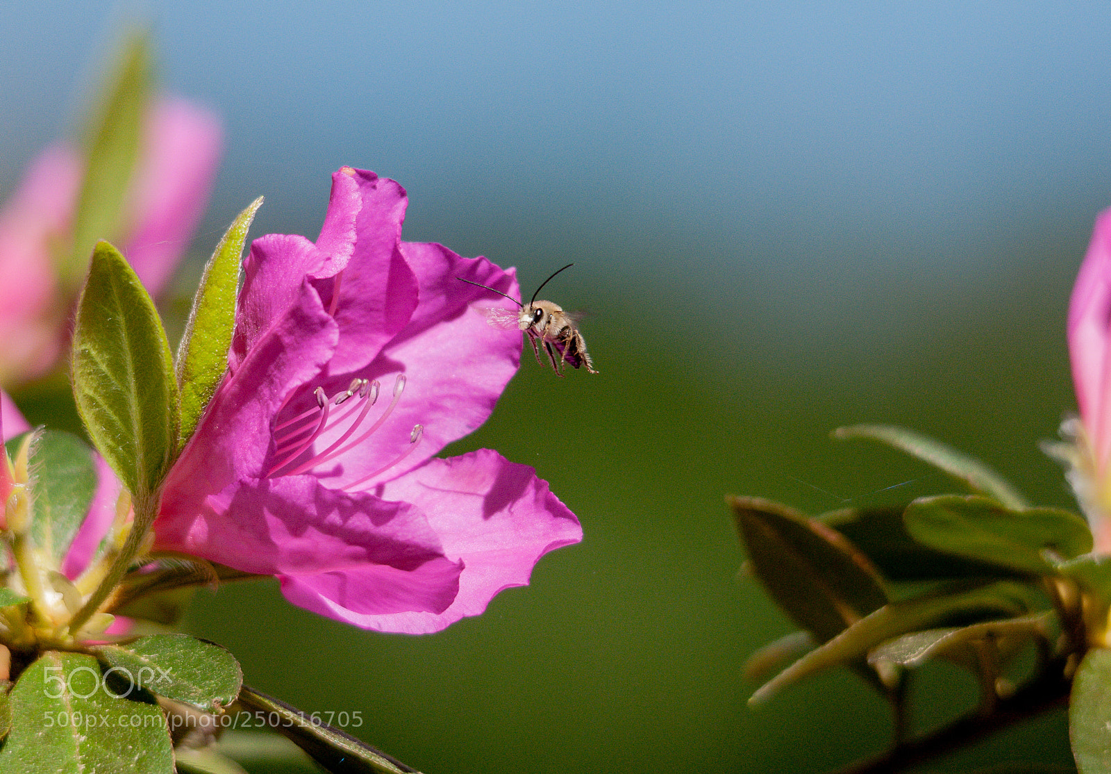 Nikon D300 sample photo. Bee careful photography