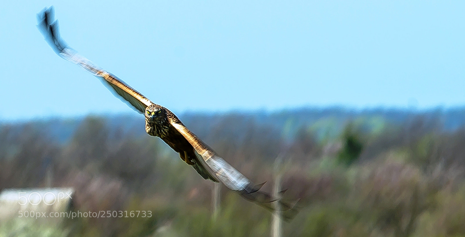 Nikon D800 sample photo. Hungry bird. really hungry ;) photography