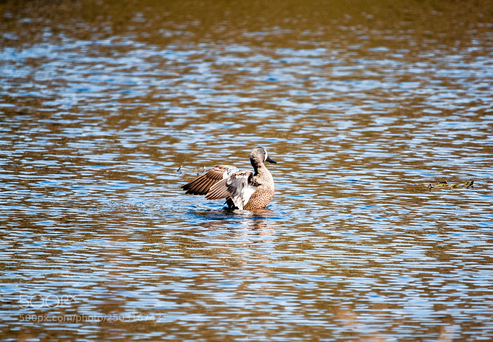 Nikon D300 sample photo. Stretching in the water photography