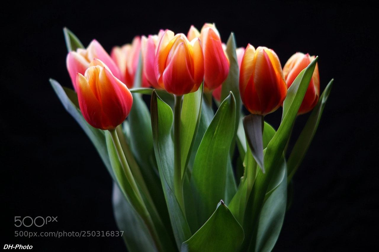Sony ILCA-77M2 sample photo. Luminous tulips_10 photography