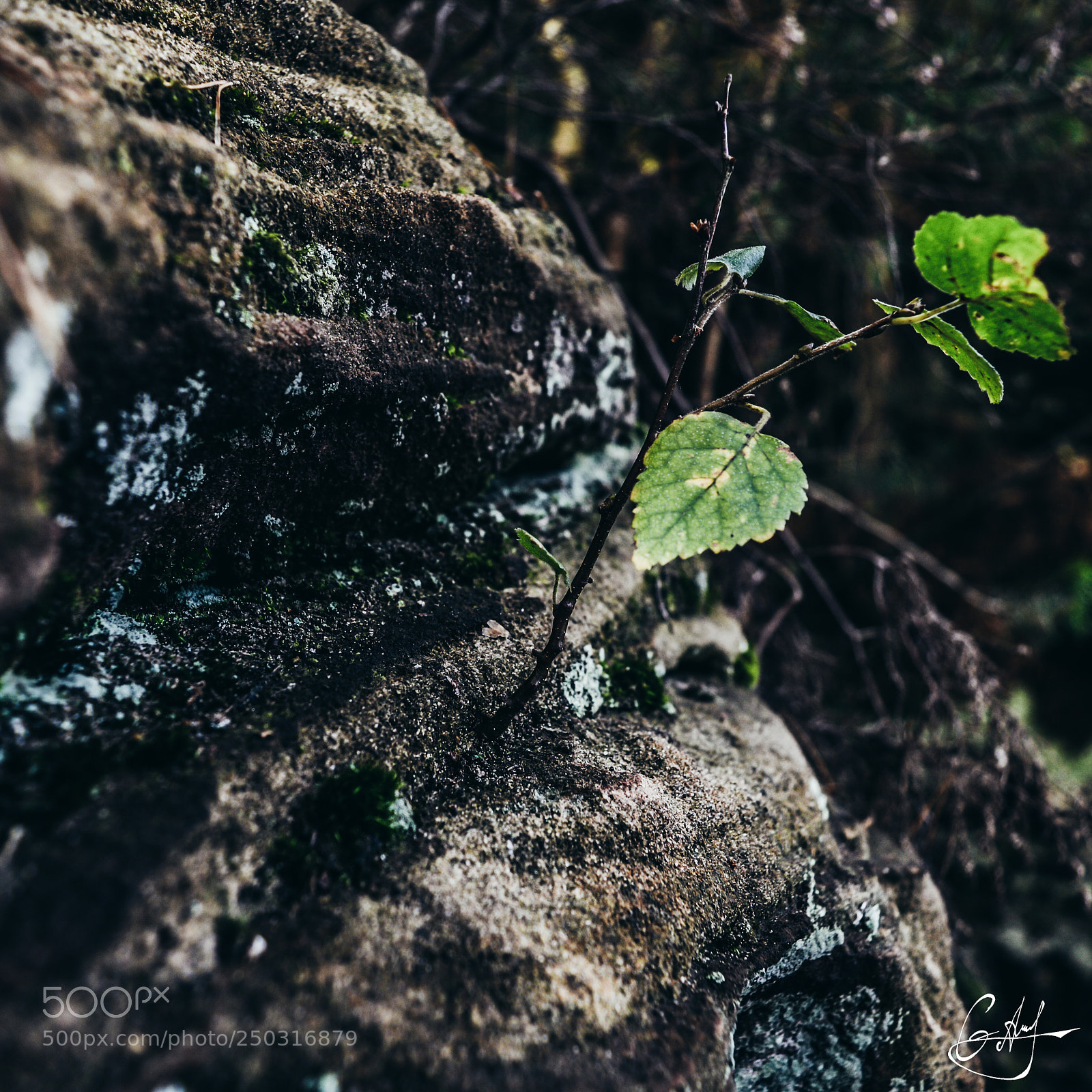 Nikon D3200 sample photo. Magnificent nature photography