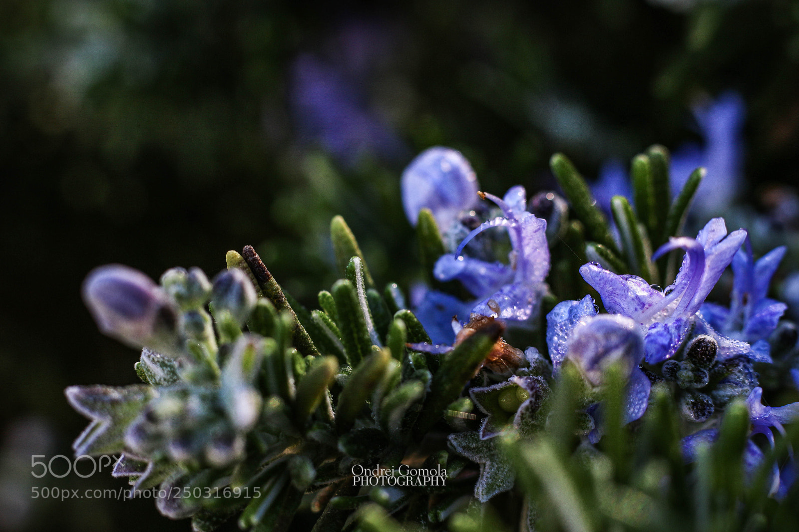 Canon EOS 100D (EOS Rebel SL1 / EOS Kiss X7) sample photo. Morning dew on wild photography