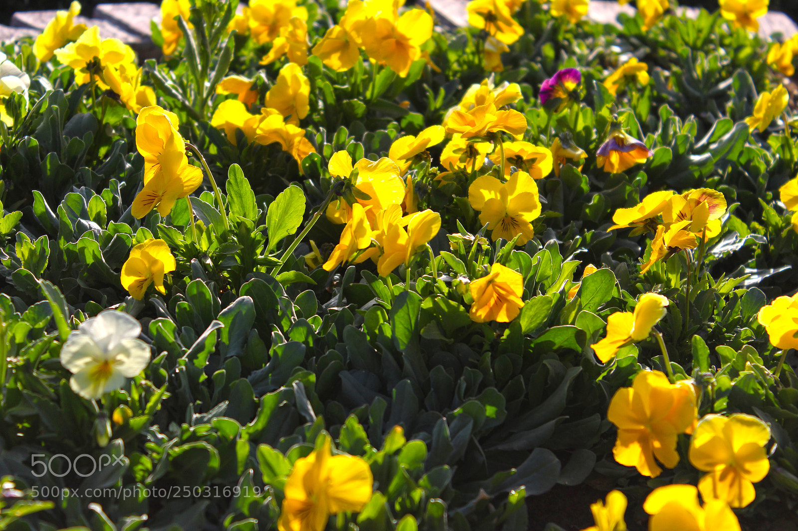 Canon EOS 1300D (EOS Rebel T6 / EOS Kiss X80) sample photo. The beautiful colors of photography